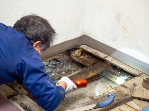 Best Toxic Mold Removal  in Unicoi, TN