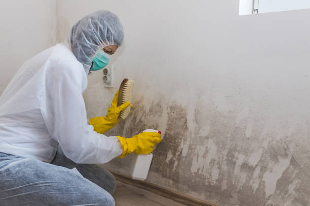 Best Local Mold Removal Service  in Unicoi, TN