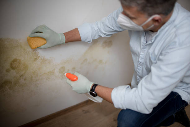 Best Office Mold Removal Services  in Unicoi, TN