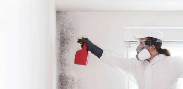 Mold Removal Process in Unicoi, TN