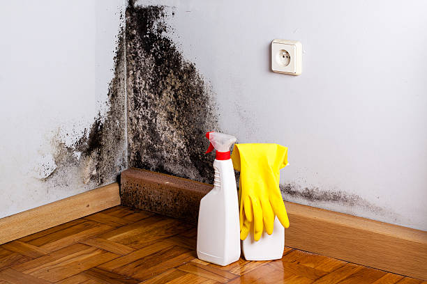 Best Certified Mold Removal  in Unicoi, TN