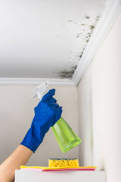 Best Certified Mold Removal  in Unicoi, TN